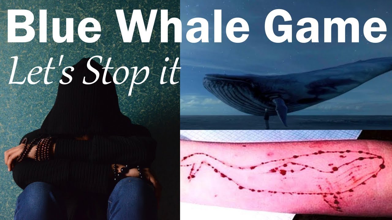 Blue Whale Game, blue wheel game download, blue whale images, blue whale play store, pink whale challenge, philipp budeikin, blue well games, f57, blue whales,
